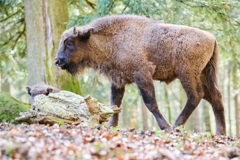 European bison (Bison bonasus) in a forest in spring, Bavarian Forest, Germany, Europe