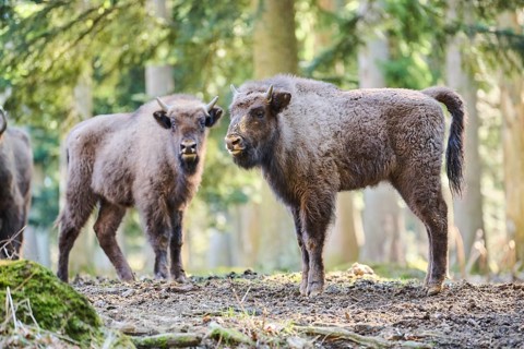 European bison (Bison bonasus) youngsters in a forest in spring, Bavarian Forest, Germany, Europe