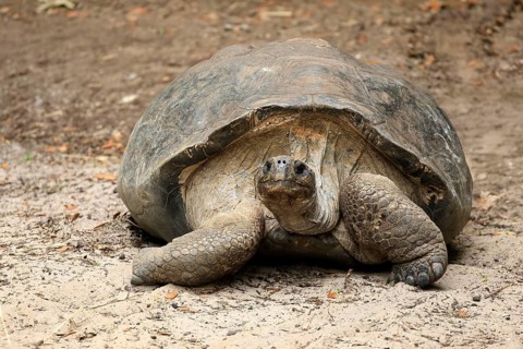 Galapagos giant tortoise (Chelonoidis niger), adult, foraging, captive, Galapagos Islands, Ecuador,