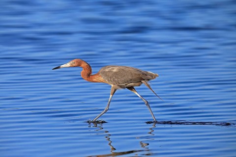 Reddish Egret (Egretta rufescens), adult, in water, foraging, hunting, alert, Merritt Island, Black