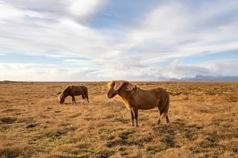 Icelandic horses, Snäfellsnes peninsula, Snæfellsnes, West Iceland, Iceland, Europe