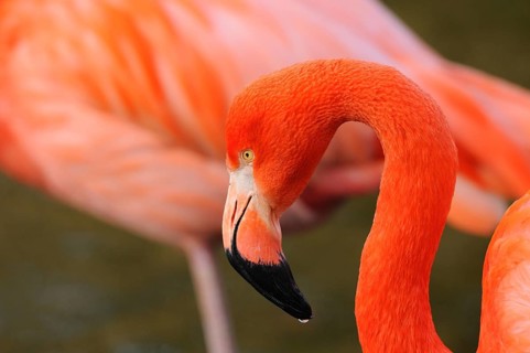 Profile of a bright orange flamingo in the wild, Cuban flamingo (Phoenicopterus ruber), captive