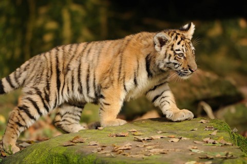 Small tiger cub running over a moss-covered tree trunk, Siberian tiger (Panthera tigris altaica),