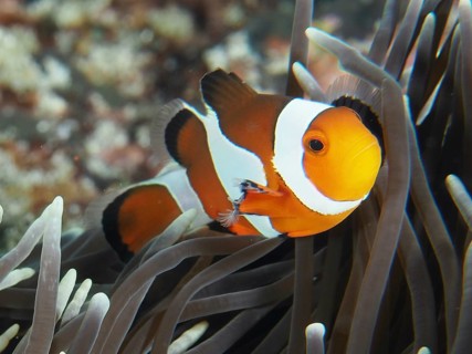 A Ocellaris Clownfish (Amphiprion ocellaris), Nemo, in close-up between arms of a sea anemone, dive