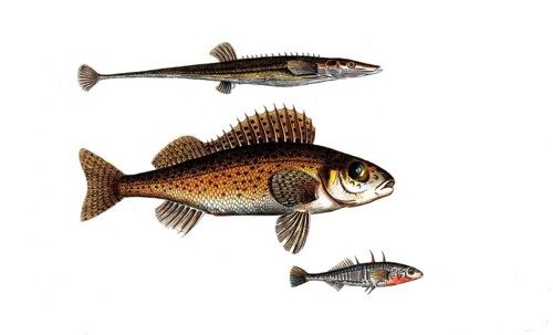 Fish, fishes, top: Gasterosteus spinachia, the fifteen spined Stideback. centre: Genus of the perch
