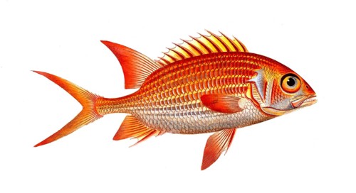 Fish, Fish, Genus of Hussar Fish, Holocentrus sogo, The Sogo, the Welshman, Historical, digitally