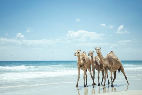 Camels on the beach, Dalkut, Dhofar, OmanDromedaries (camelus dromedarius) on the beach of the