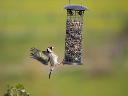 European Goldfinch (Carduelis carduelis), adult bird in flight, landing at bird feeding station,