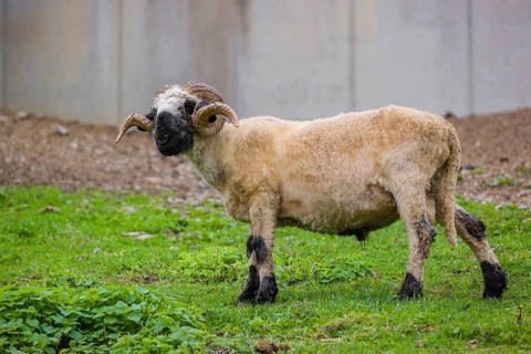 A male Valais Blacknose sheep (Avis Aries) stands on a green meadow on hilly ground