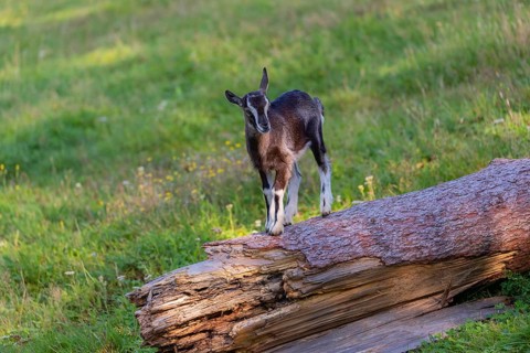 One Tauernschecke goatling, Capra aegagrus hircus, standing on a tree trunk lying on meadow