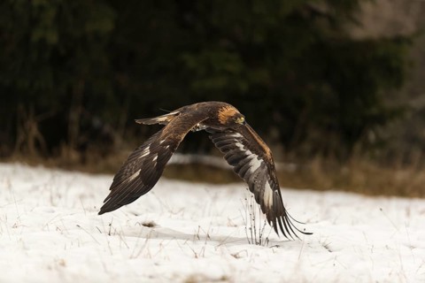 One golden eagle (Aquila chrysaetos) flying over a snowy meadow. A forest in the background.