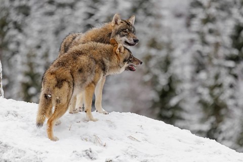 Two grey wolves (Canis lupus lupus) stand face to face on a snow-covered hill. Social behaviour
