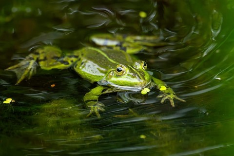Edible frog (Pelophylax esculentus) in a little lake in the water, Bavaria, Germany, Europe