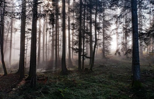 Morning fog in the backlight in the forest, Mondsee, Mondseeland, Salzkammergut, Upper Austria,