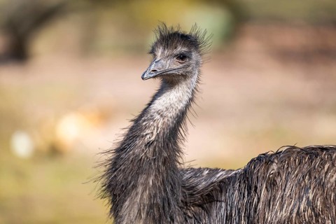 Emu (Dromaius novaehollandiae) on a meadow, captive, Germany, Europe