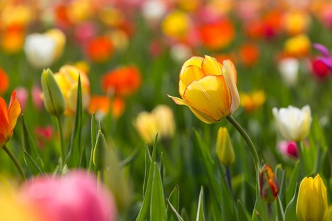 Colourful blooming tulips (tulpia) in a field for self-cutting flowers in Katzenberg, Nossen,