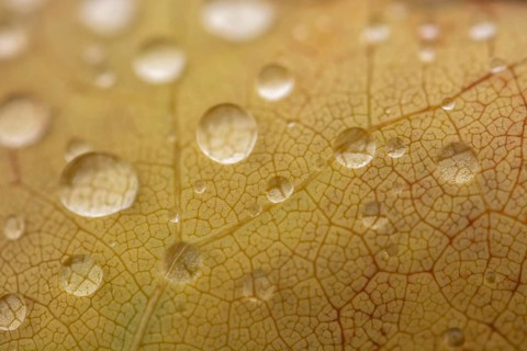 Water dripping on a leaf in autumn. Bas rhin Alsace, France, Europe