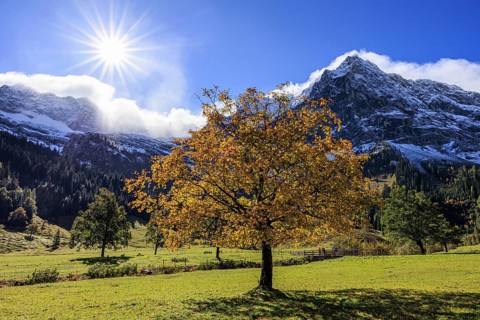 Maple tree in front of snow-covered mountains, sunbeams, backlight, autumn colours, sunny, Engalm,