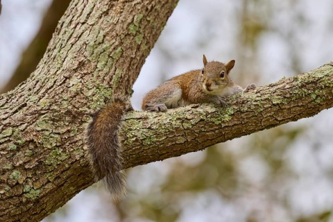 American grey squirrel (Sciurus carolinensis), lying relaxed on a tree branch, Pembroke Pines,