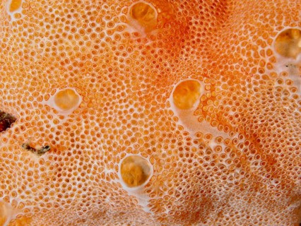 Orange textured surface with small bubbles and organic pattern of Mediterranean sea strawberry