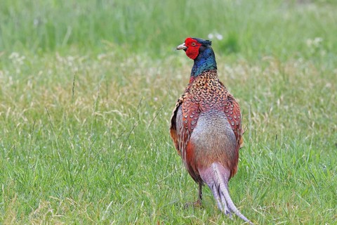 Pheasant, hunting pheasant (Phasianus colchicus), adult male bird in a meadow, wildlife, Lembruch,