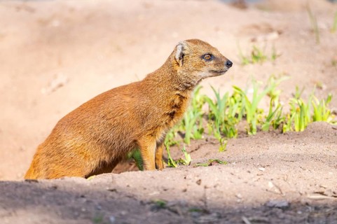 Yellow mongoose (Cynictis penicillata), in the dessert on a sunny day, captive