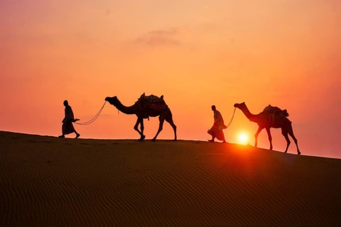 Indian cameleers camel drivers bedouin with camel silhouettes in sand dunes of Thar desert on