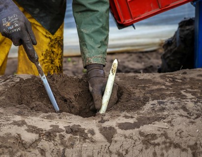 Wesel, North Rhine-Westphalia, Germany, Harvest workers from Eastern Europe harvest the first