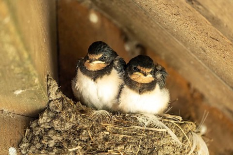 Young swallows in a nest, Denmark, Europe