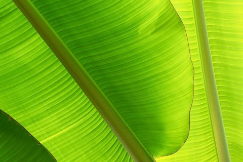Close-up of green banana leaves with a clear texture