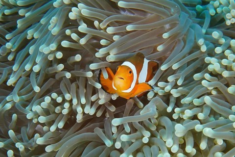 An Ocellaris Clownfish (Amphiprion ocellaris) seeks shelter in the tentacles of a pale sea anemone