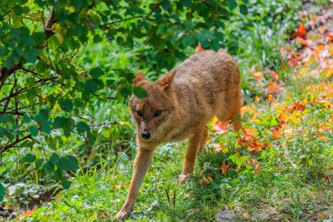 A golden jackal (Canis aureus) runs across a green meadow on a sunny day, passing a bush