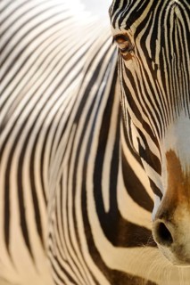 Close-up of a zebra head with clear stripes in the sunlight, Grevy's zebra (Equus grevyi), captive