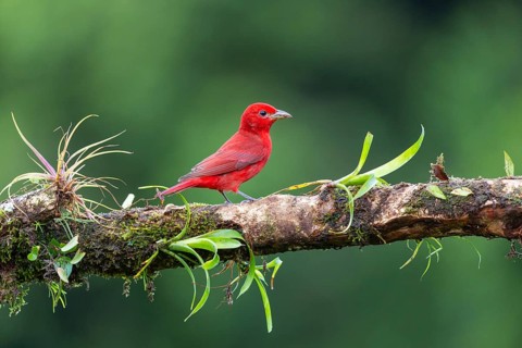 Summer cardinal (Piranga rubra), tanager (Thraupidae), Costa Rica, Central America