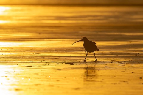 Eurasian curlew (Numenius arquata) silhouette of an adult wading bird on a beach at sunset,