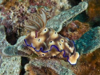Brown nudibranch with blue edges, magnificent star snail (Hypselodoris tryoni), lying on a coral