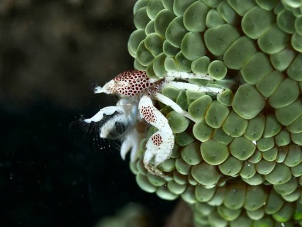 Spotted porcelain crab (Neopetrolisthes maculatus) clinging to a green sea anemone, dive site House