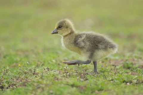 Greylag goose (Anser anser) juvenile baby gosling bird walking on grassland, England, United