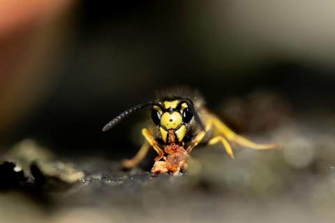 Common wasp (Vespula vulgaris) adult insect feeding on fallen fruit in a garden in summer, England,
