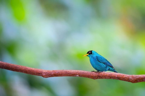 Green honycreeper (Chlorphanes spiza), Tangare (Thraupidae), Alajuela, Costa Rica, Central America