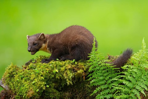 European pine marten (Martes martes) adult animal on a moss covered tree stump, Scotland, United