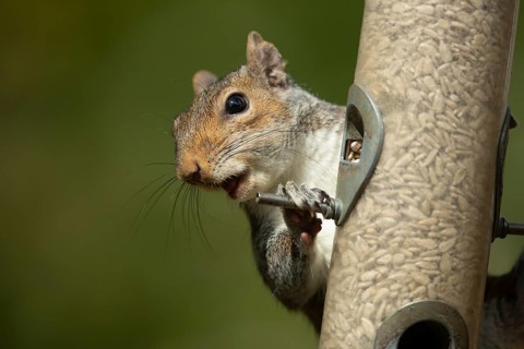 Grey squirrel (Sciurus carolinensis) adult animal on a garden bird feeder with sunflower seeds,