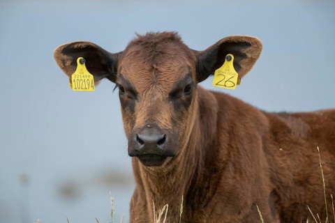 Domestic cattle or cow (Bos taurus) juvenile baby calf farm animal head portrait, England, United