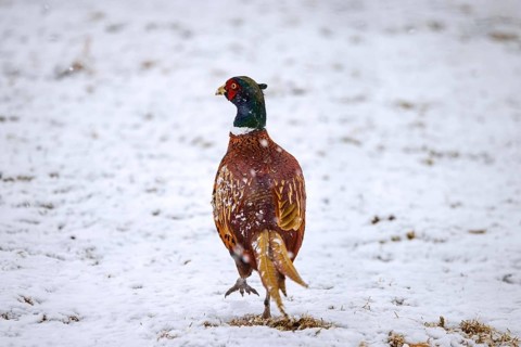 Common pheasant, ring-necked pheasant (Phasianus colchicus) male, cock foraging in snow covered