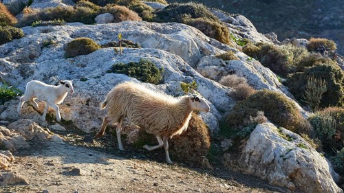 A sheep and a lamb climbing over rocky hills with plants and clear sky in the background, sheep (e)