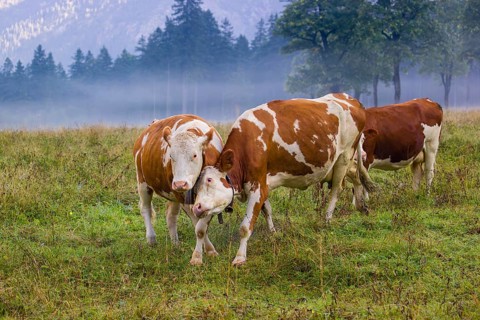 Two Holstein Friesian cows stand fighting in a meadow on a foggy day, while a forest can be seen in