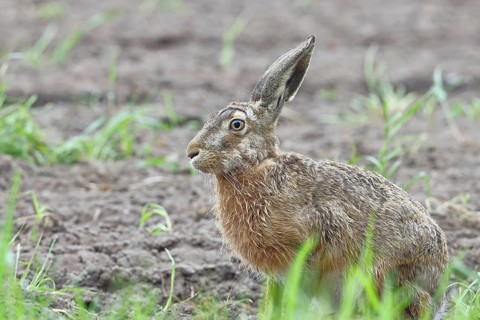 European hare (Lepus europaeus) sitting on a freshly harrowed field, North Rhine-Westphalia,