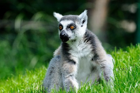 A sitting lemur on the meadow with an attentive expression on its face, Ring-tailed Lemur (Lemur