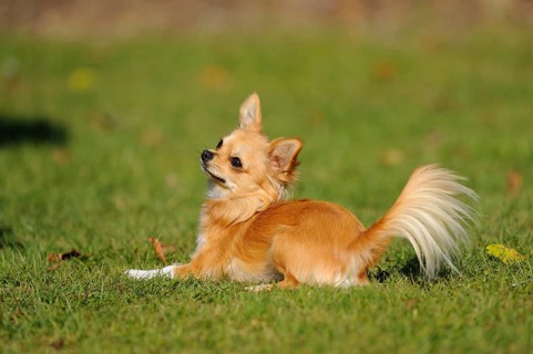 A Chihuahua lies on a green meadow and looks attentively to the side, Chihuahua, Longhair