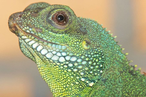 Green iguana, close-up, Chiang Mai, Thailand, Asia